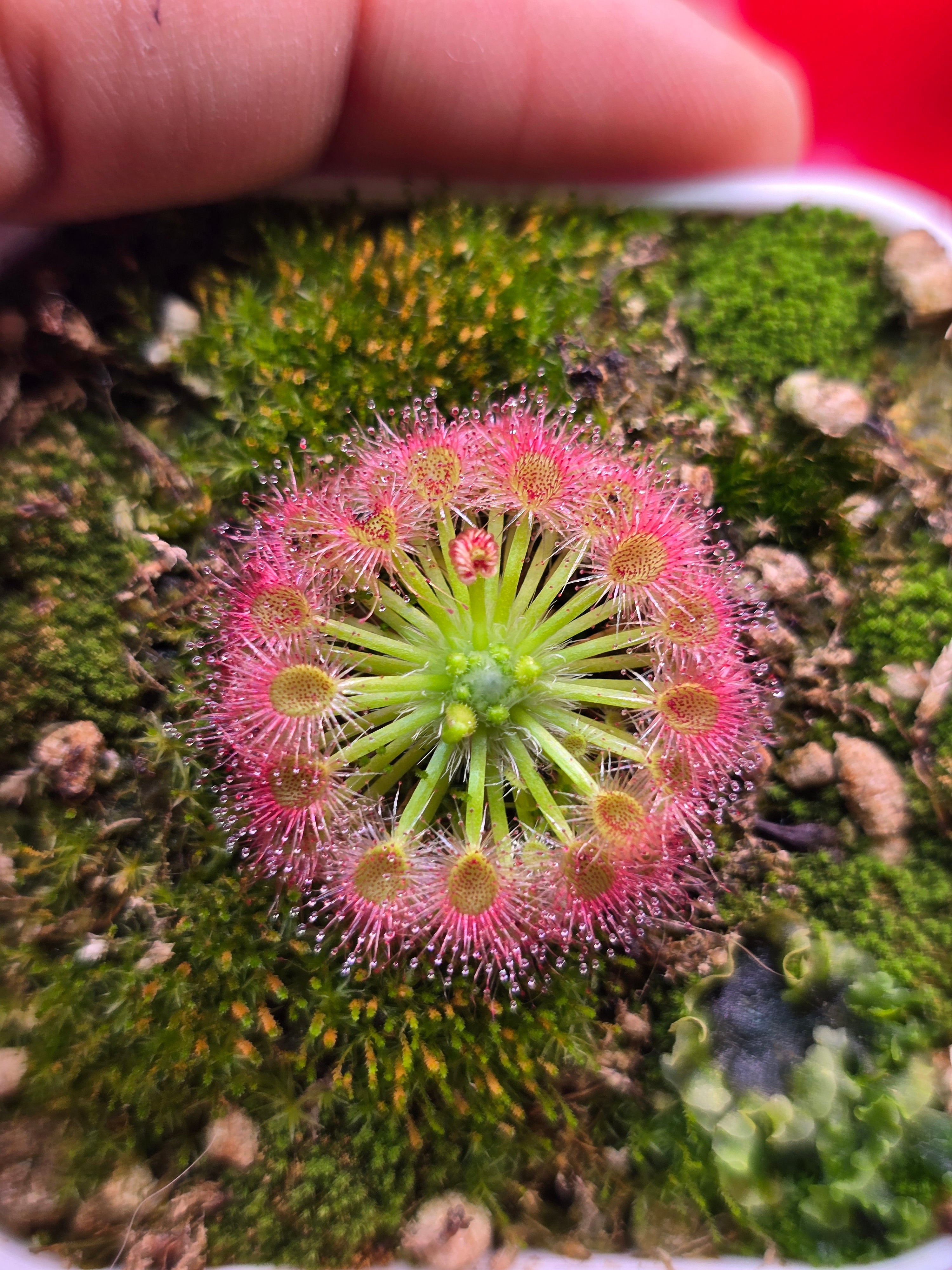 Drosera callistos