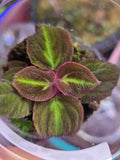 Sonerilla sp. fluo