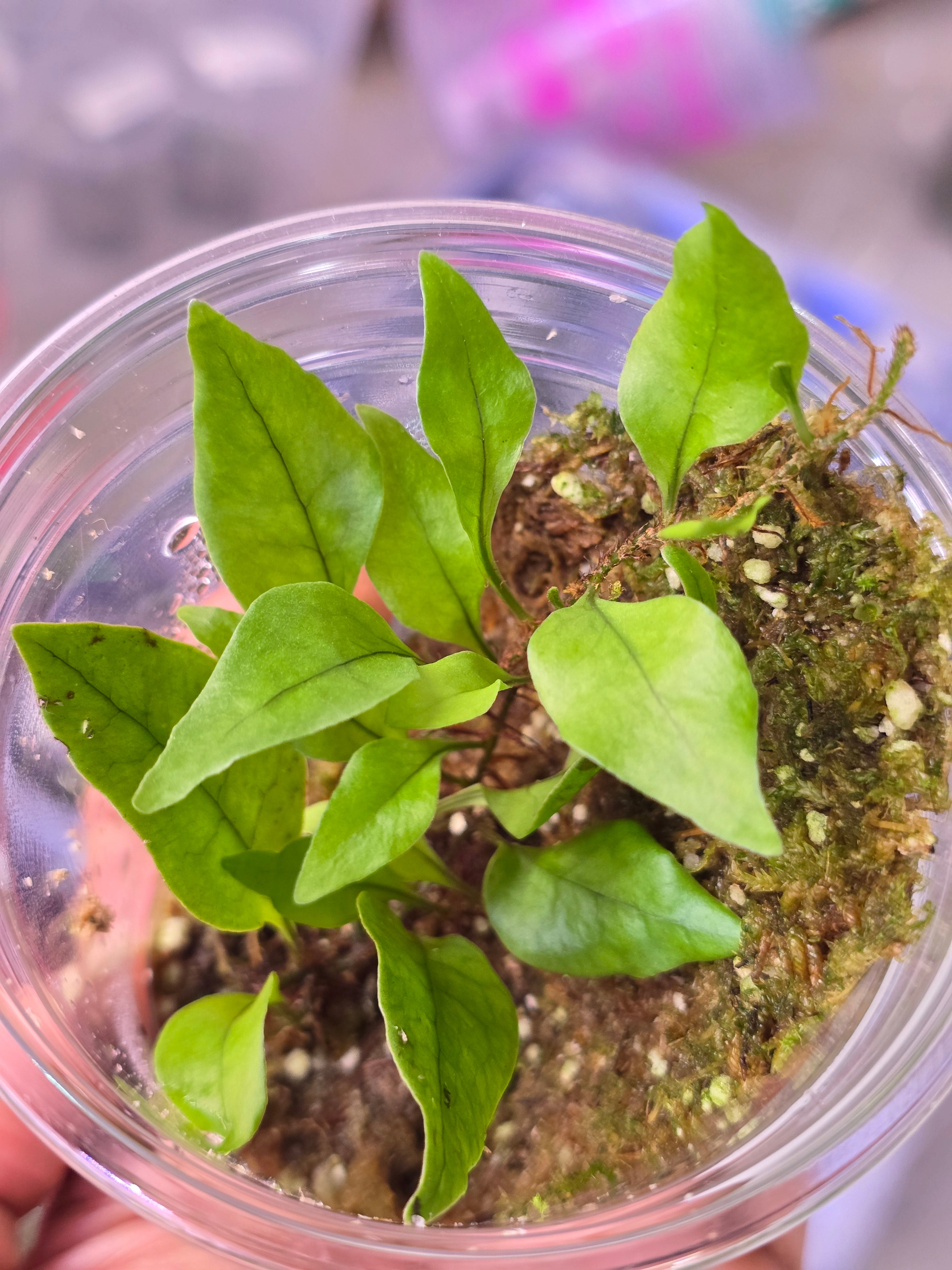 Microsorum liguiforme