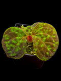 Sonerilla sp Aurora green