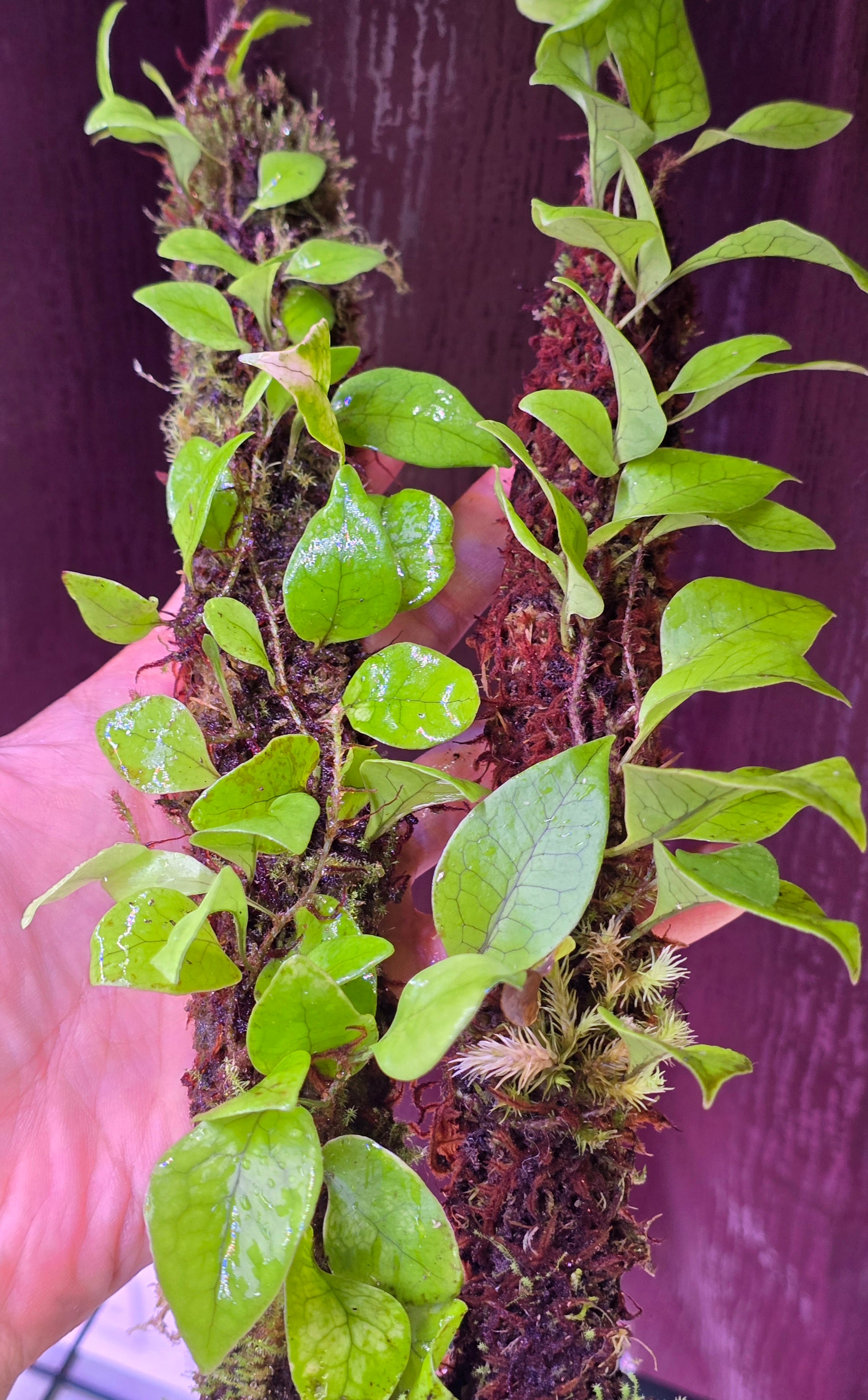 Microsorum liguiforme