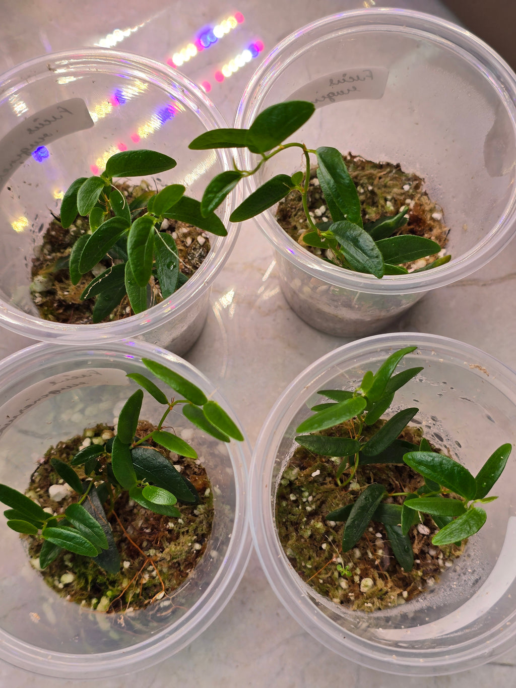 Ficus ruginervia