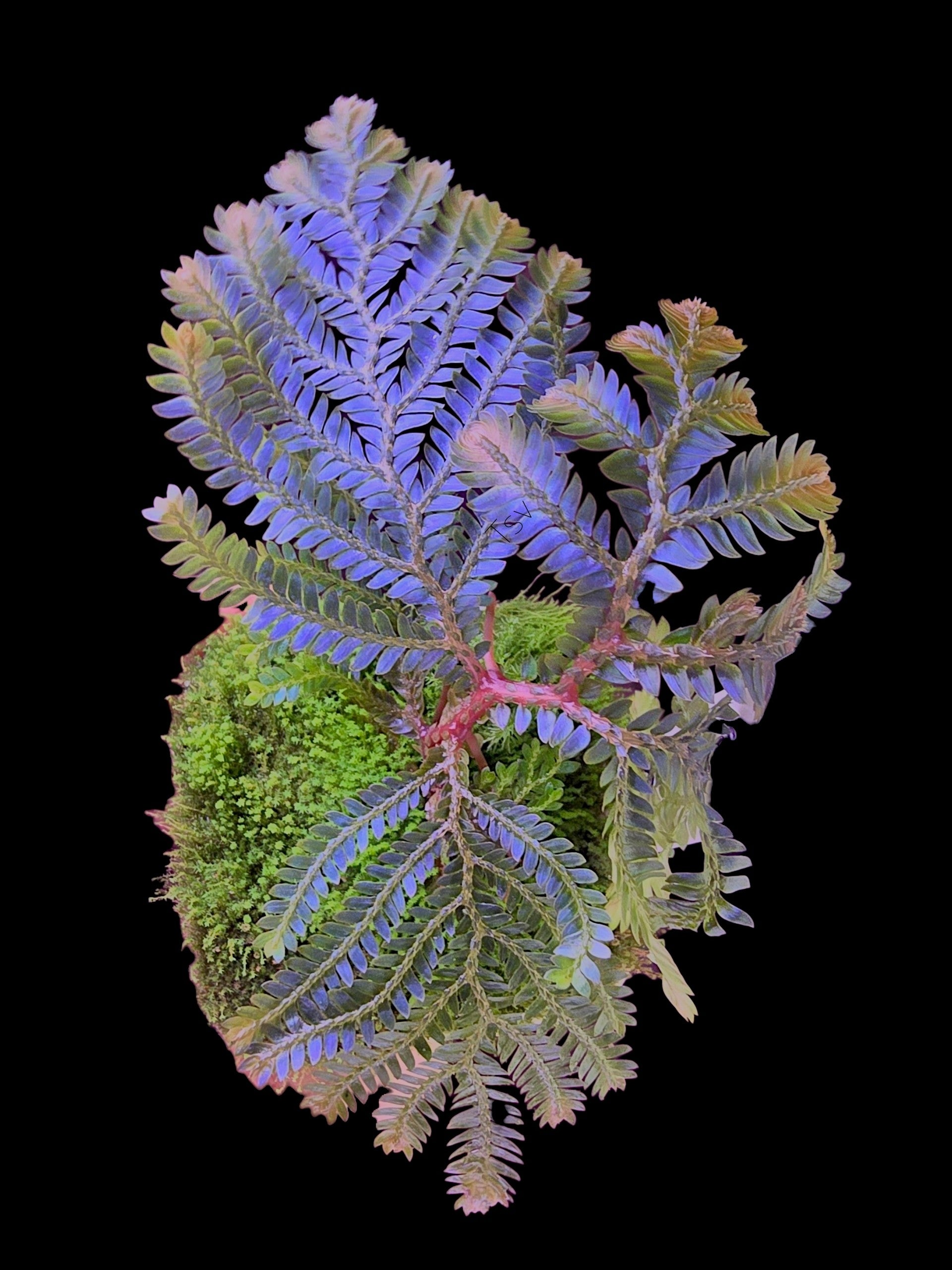 Selaginella sp. Sarawak