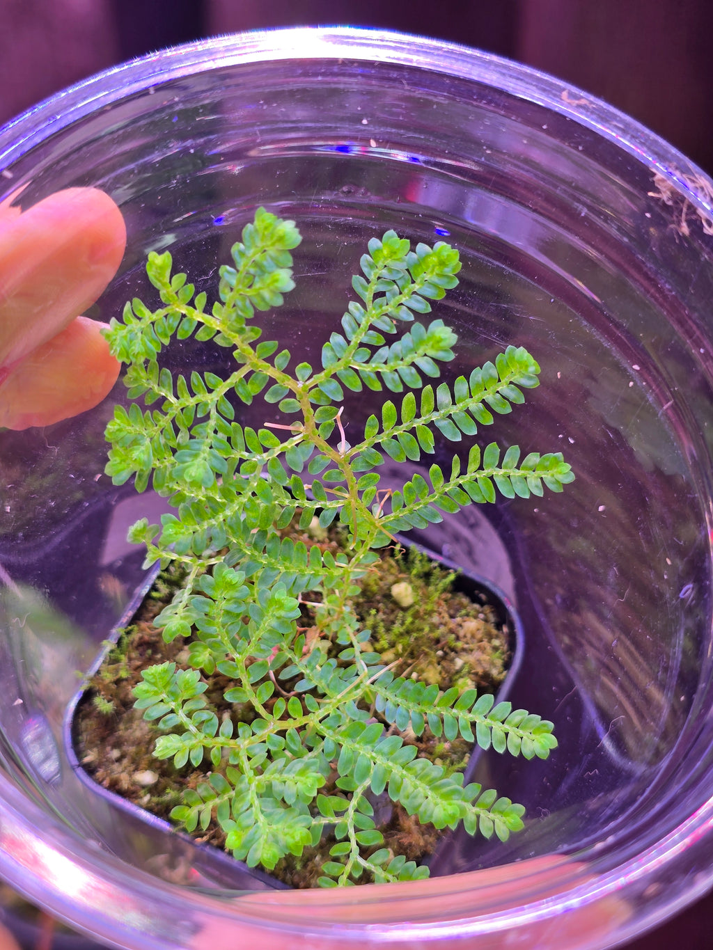 Selaginella siamensis