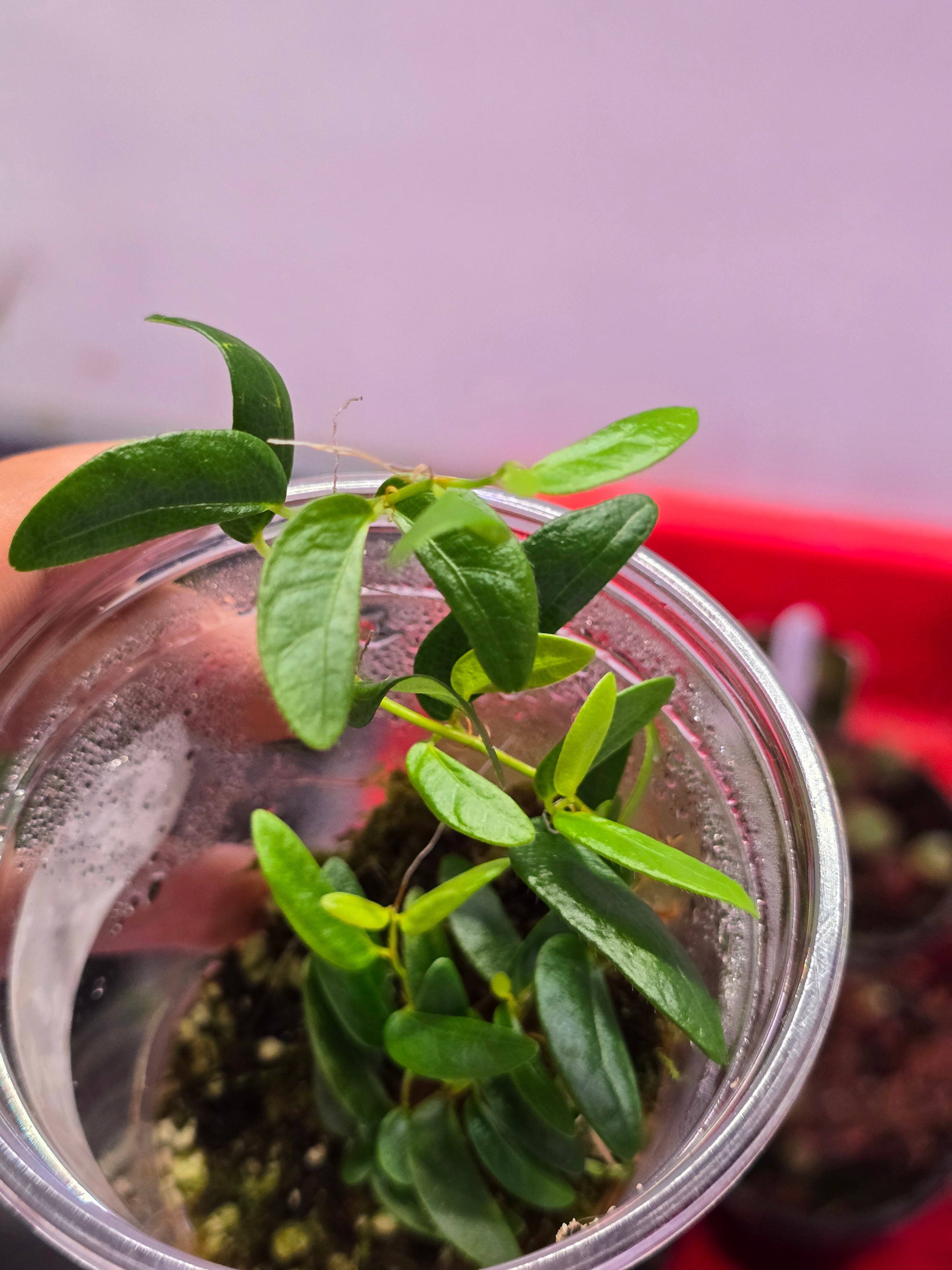 Ficus ruginervia