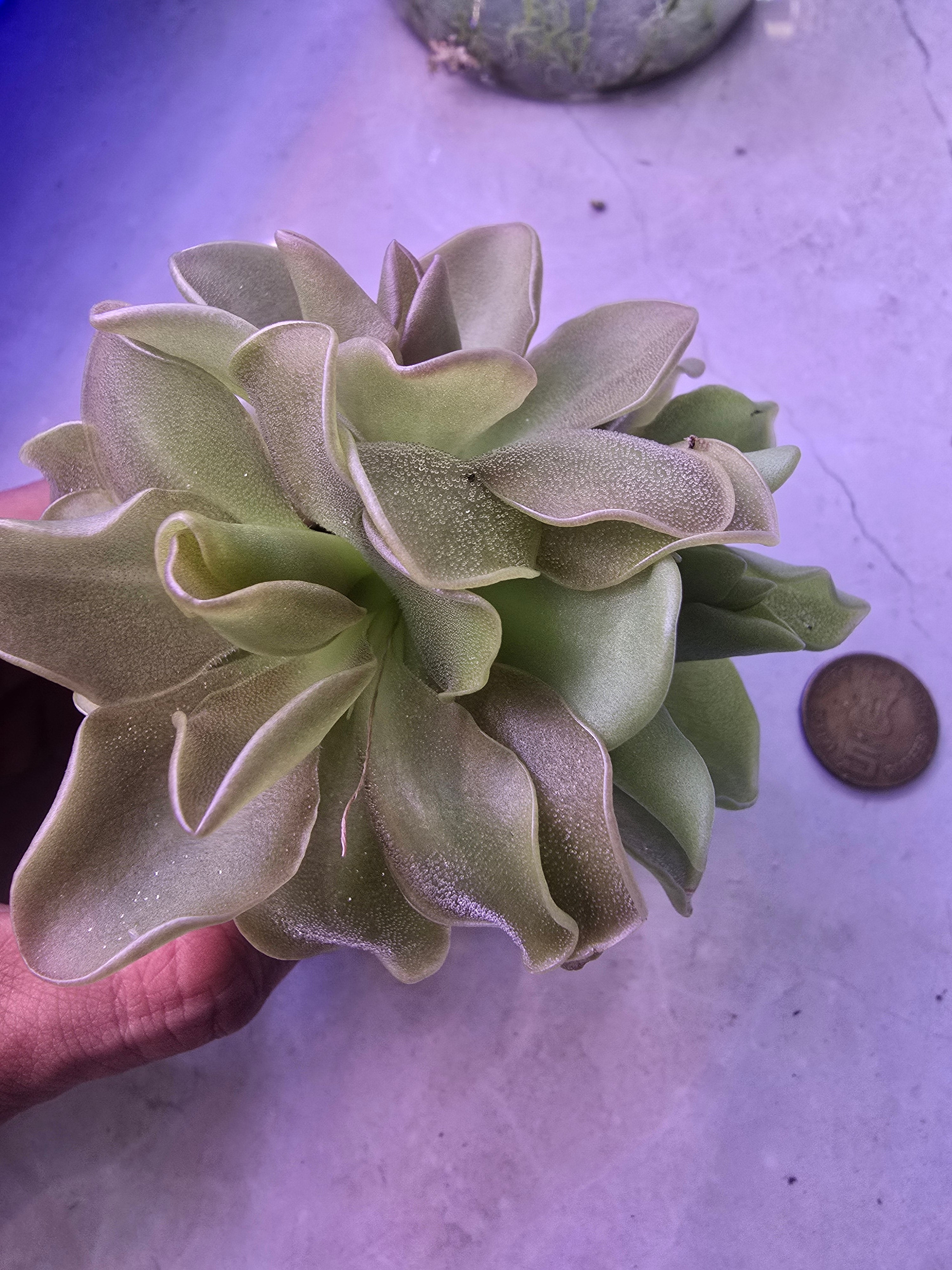 Pinguicula formosa