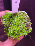 Utricularia malabarica