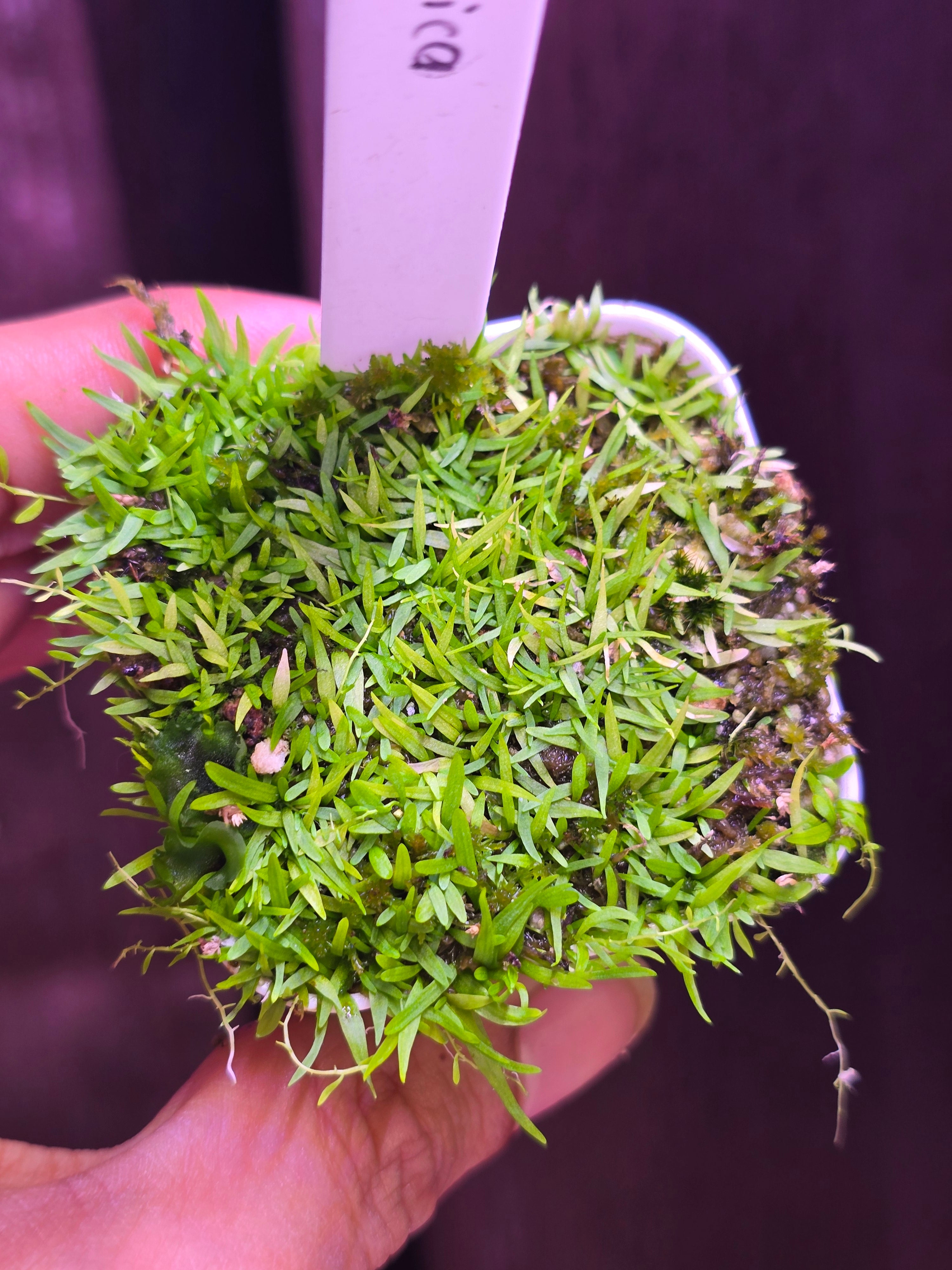 Utricularia malabarica