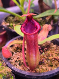 Nepenthes lowii x ventricosa