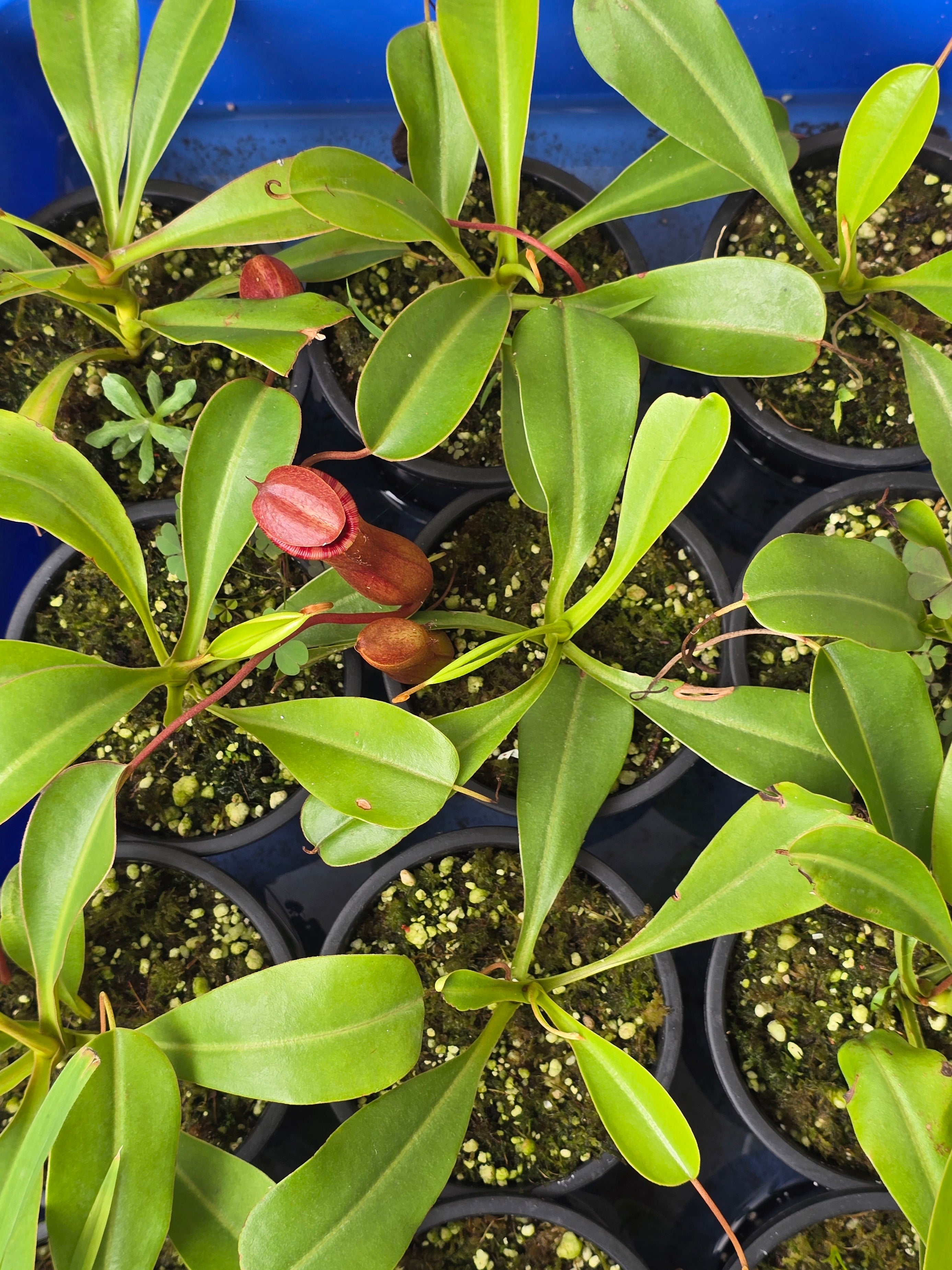 Nepenthes lowii x ventricosa