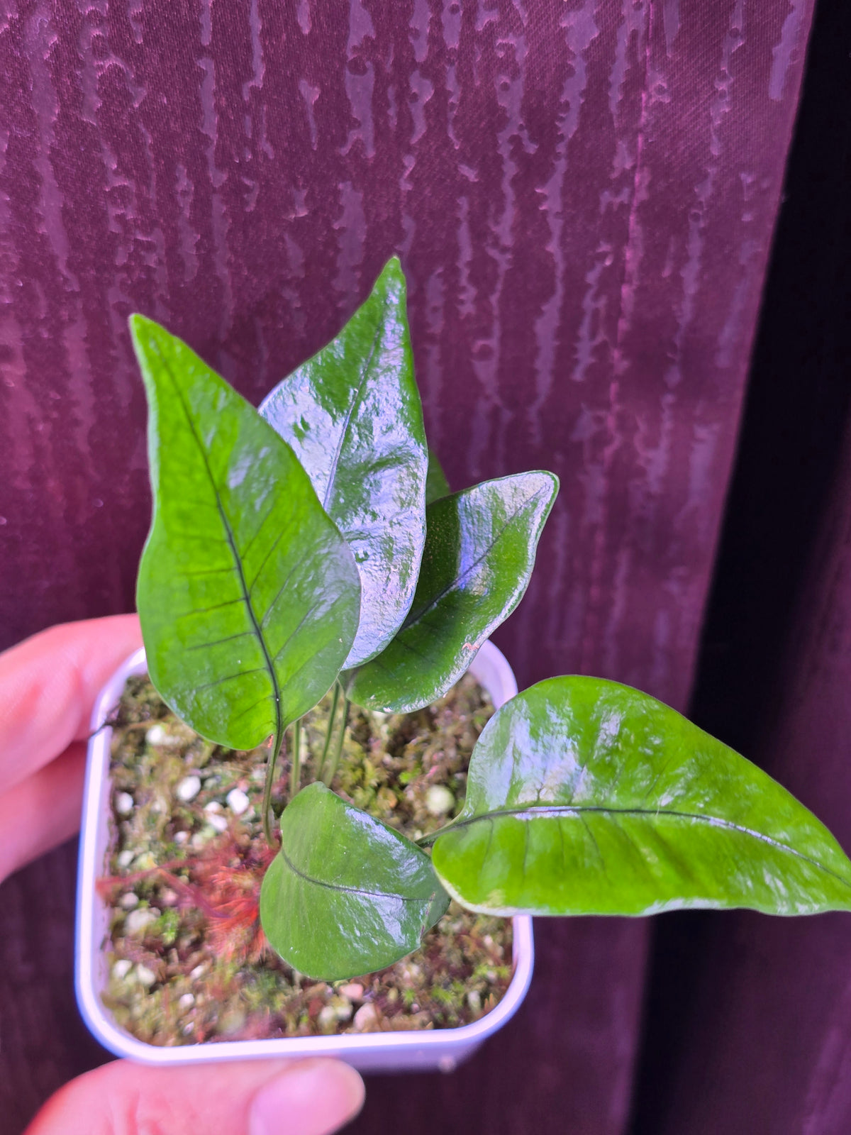 Pyrossia sp
