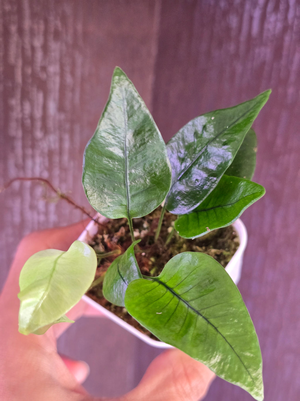 Pyrossia sp