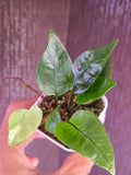 Pyrossia sp