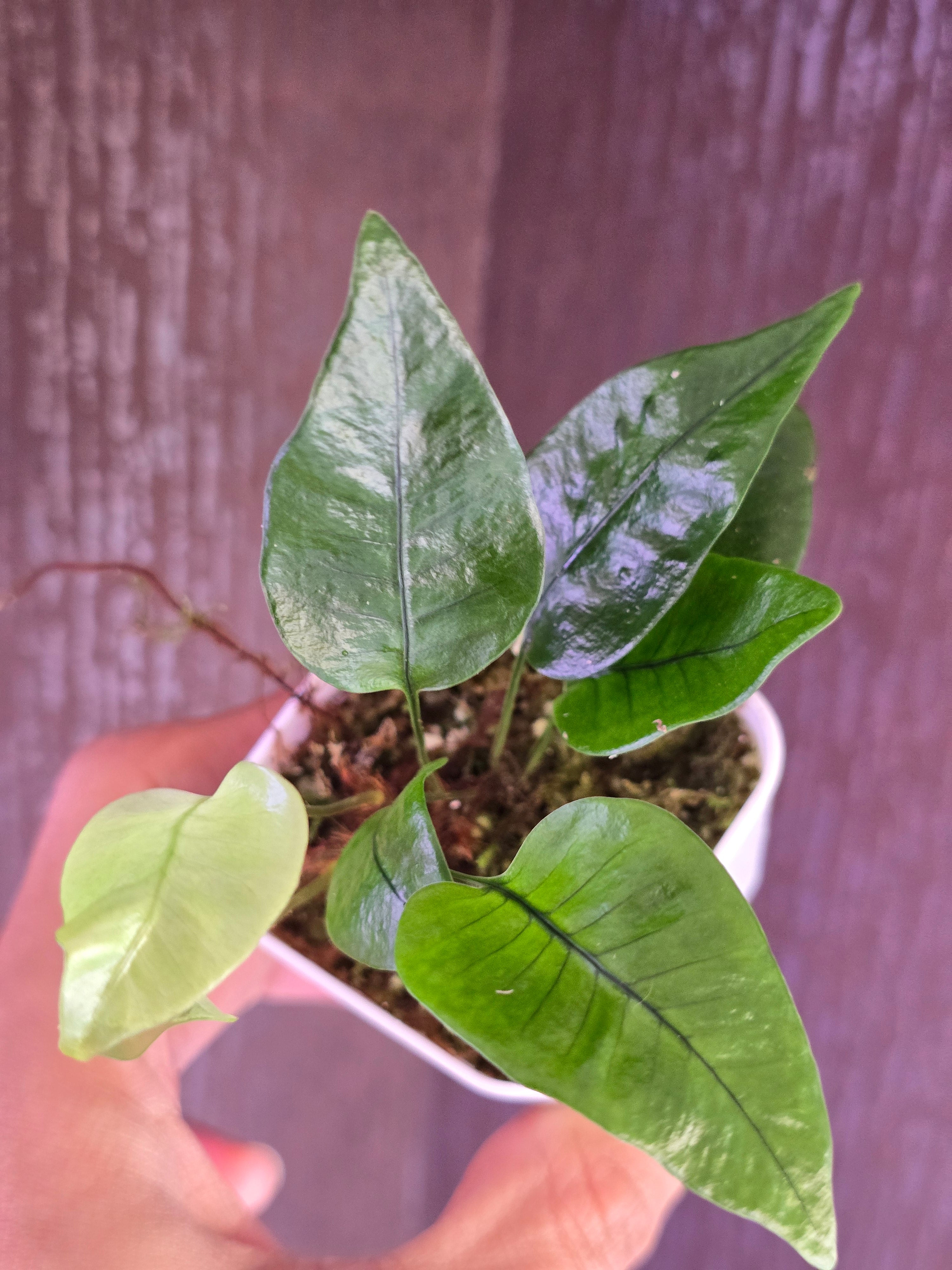 Pyrossia sp