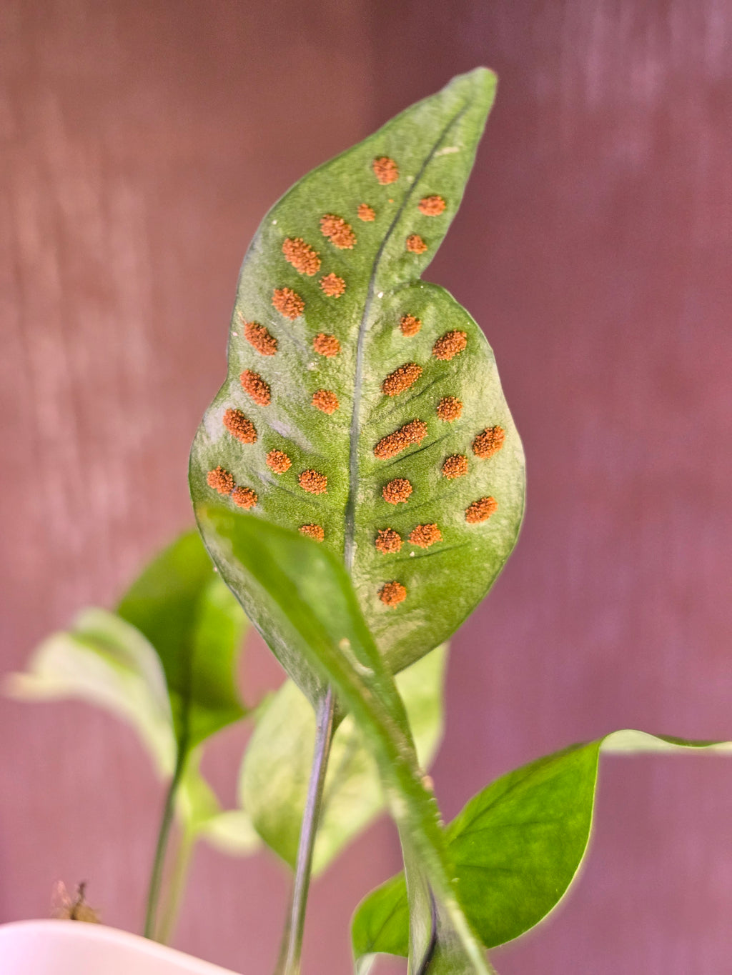 Pyrossia sp