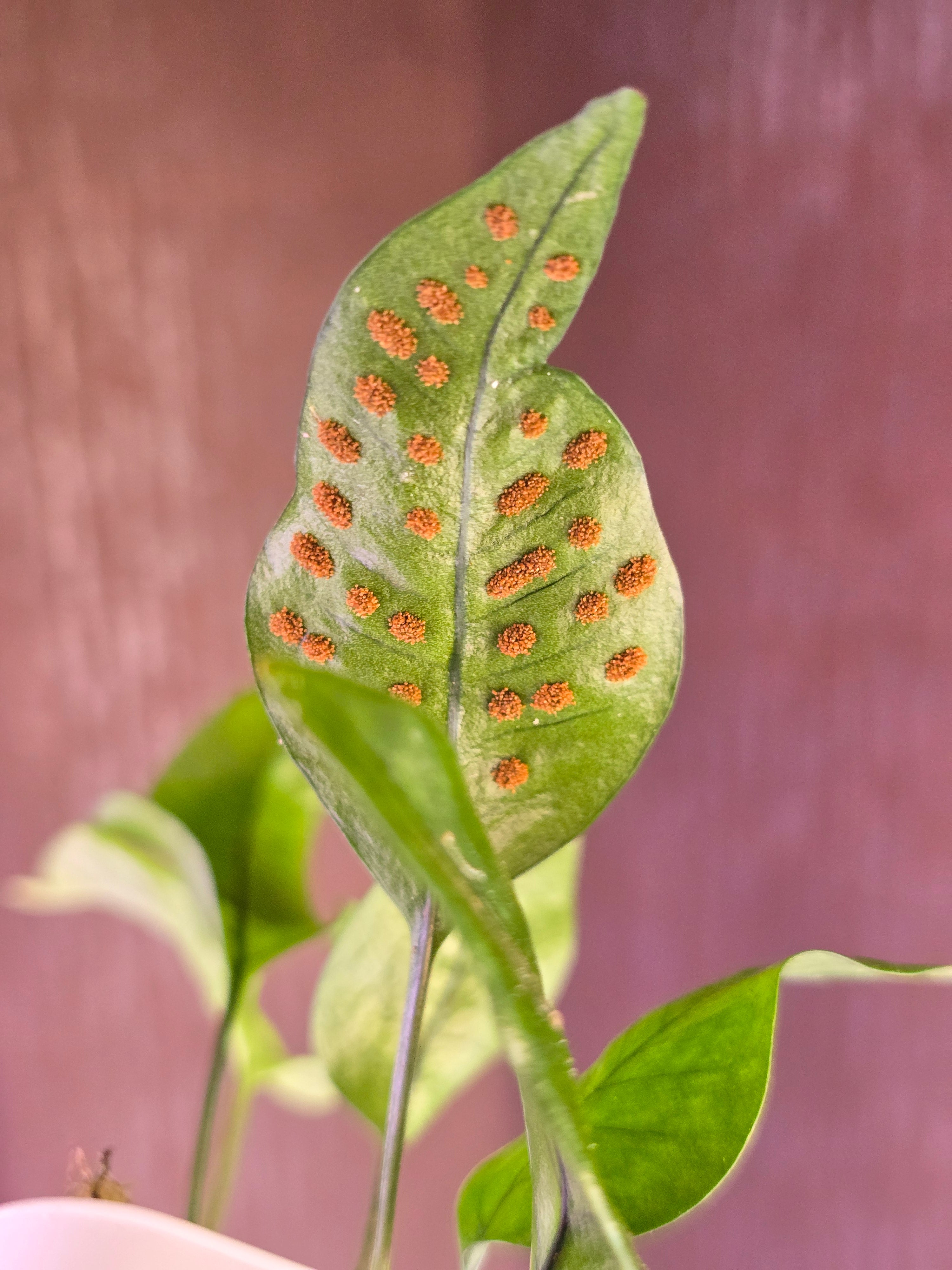 Pyrossia sp