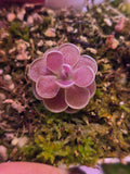 Pinguicula florian