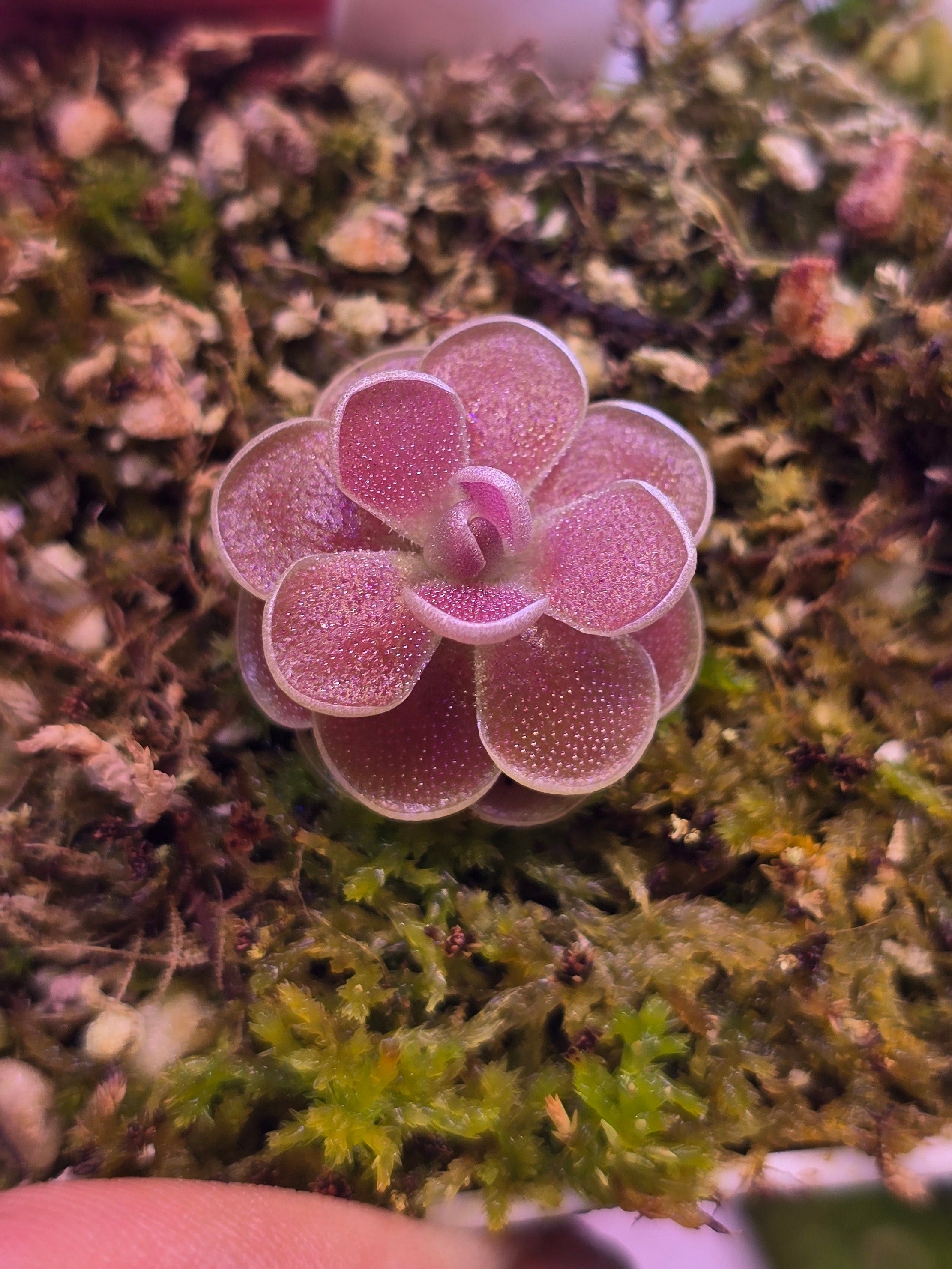 Pinguicula florian