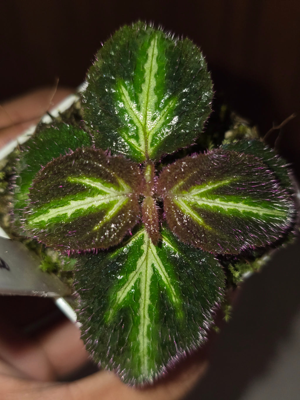 Sonerilla sp. fluo