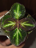Sonerilla sp. fluo