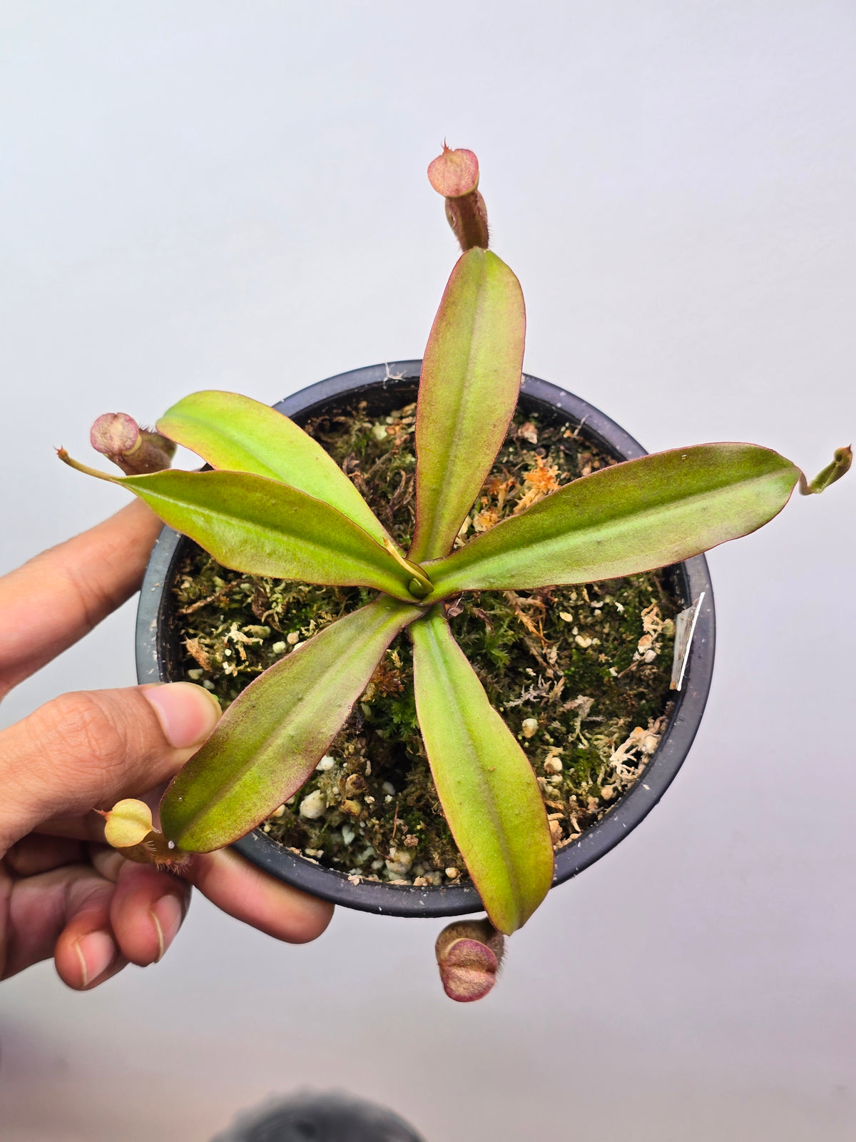 Nepenthes (rokko x boschiana) X (spectabilis x northiana)