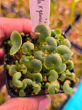 Utricularia neprophylla x geminiloba