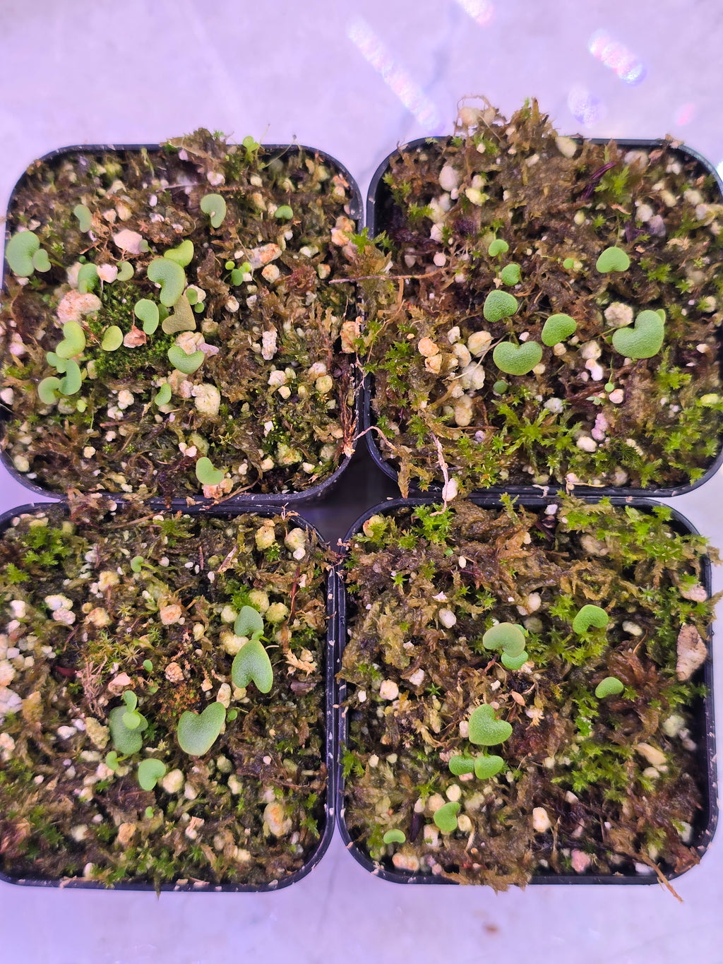 Utricularia neprophylla x geminiloba