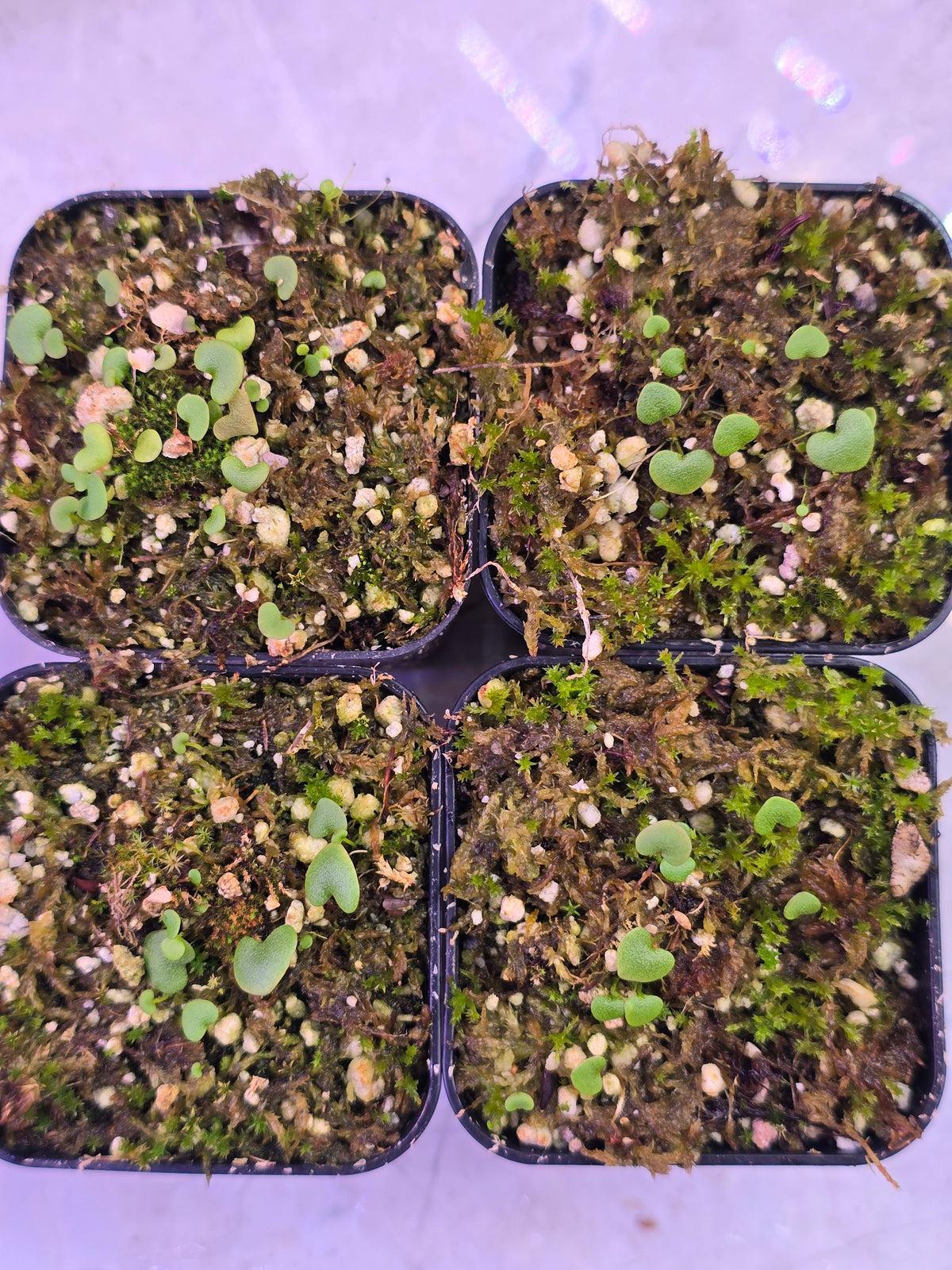 Utricularia neprophylla x geminiloba