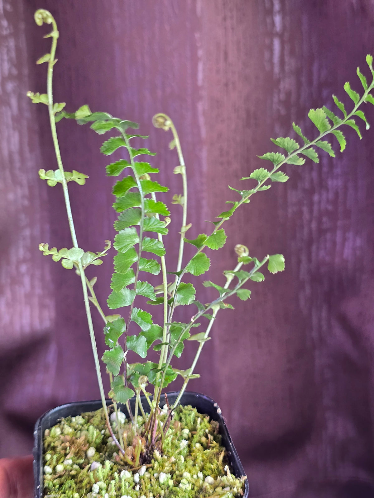 Lindsea sessilis