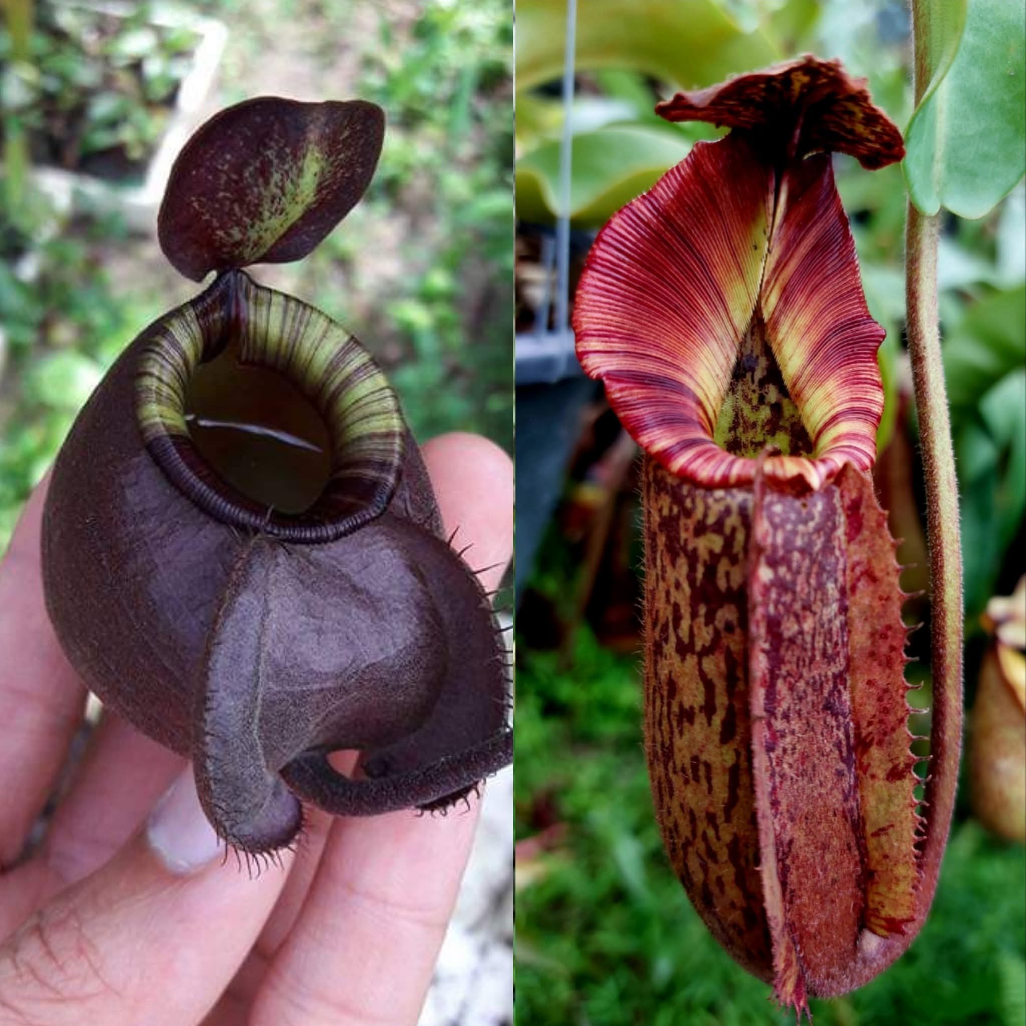 N.(viking x amp BM) x [(rokko x bosch) x veitchii]