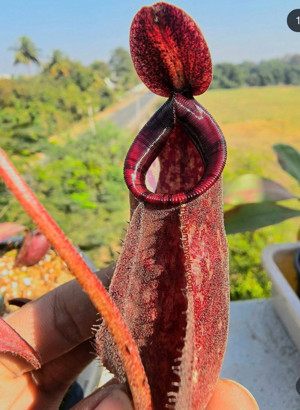 Nepenthes mirabilis x rafflesiana (selected clone)