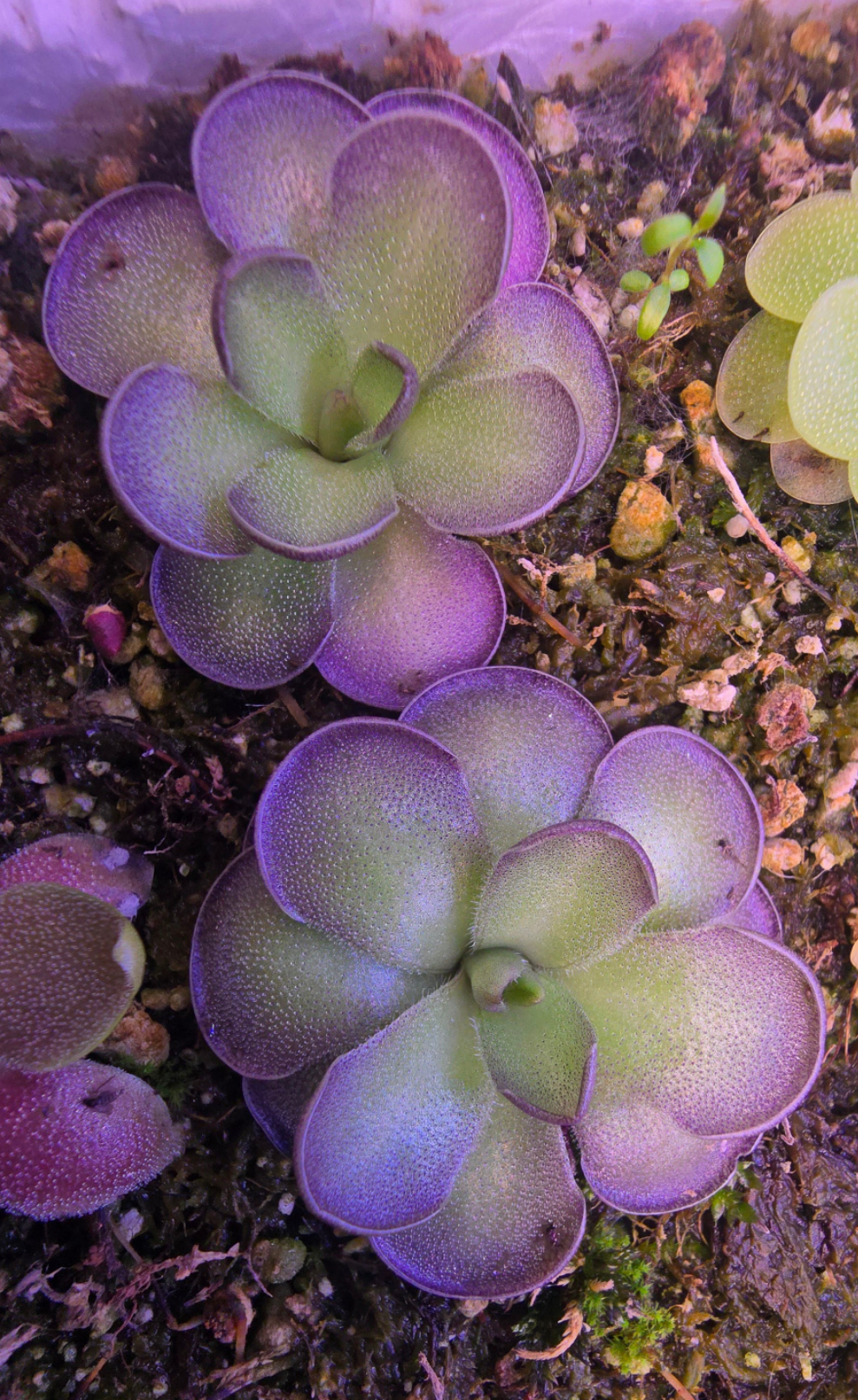 Pinguicula cyclosecta