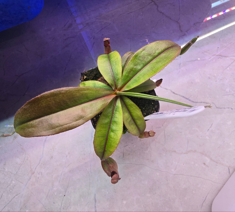 IMAGE-EDIT_6956ea71-0bb1-4481-8dca-14046865cf1d.png
