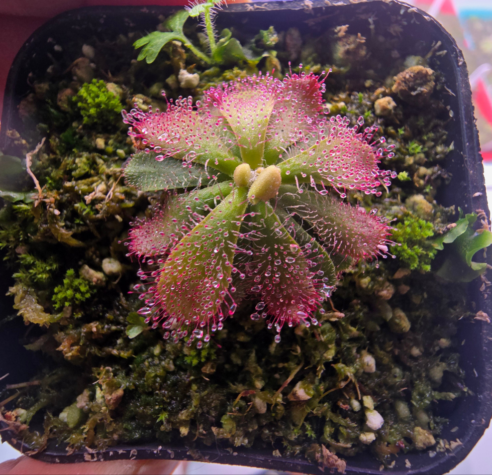 Drosera hamiltonii