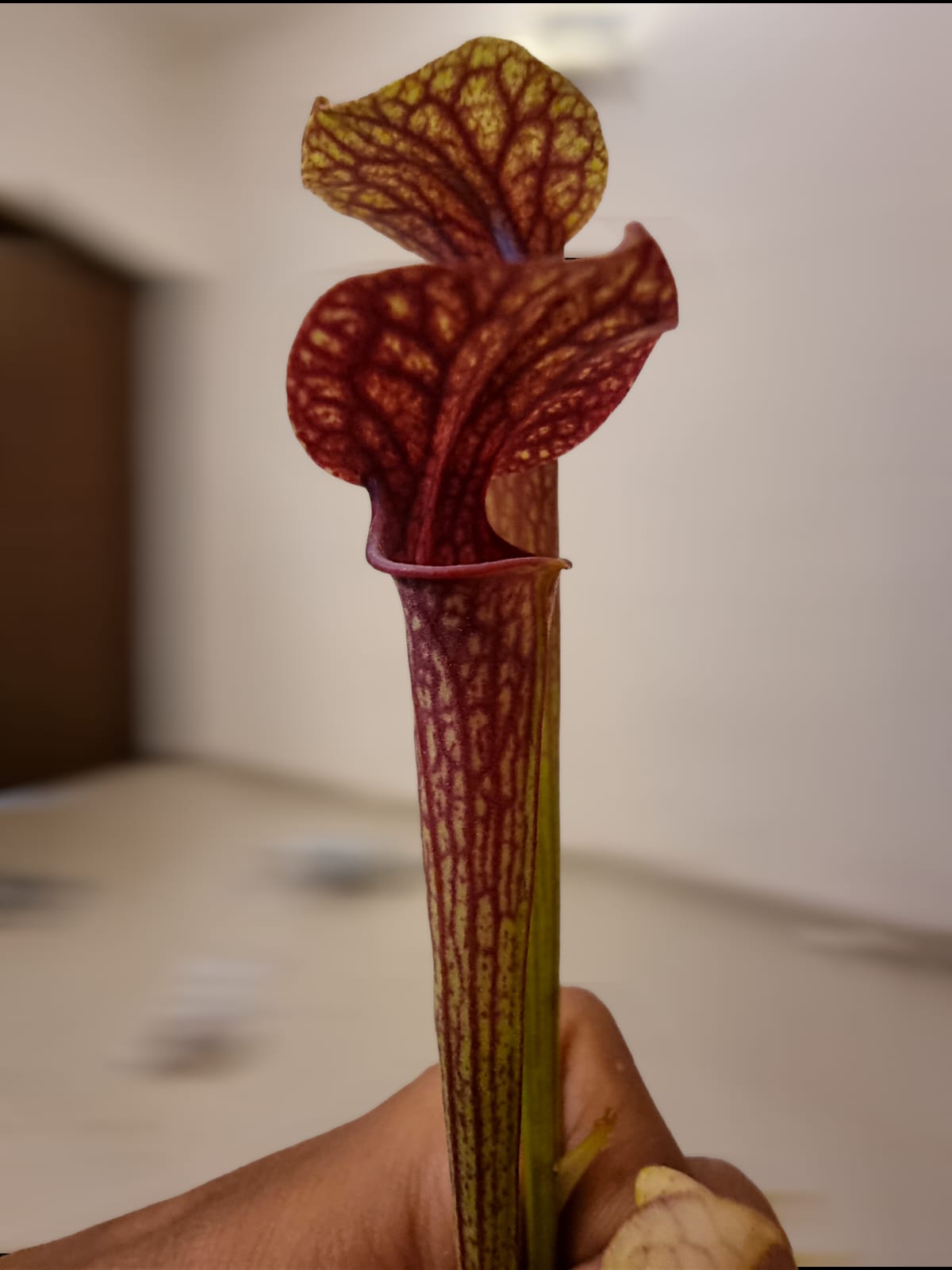 Sarracenia hybrid 01 x f88MK #06