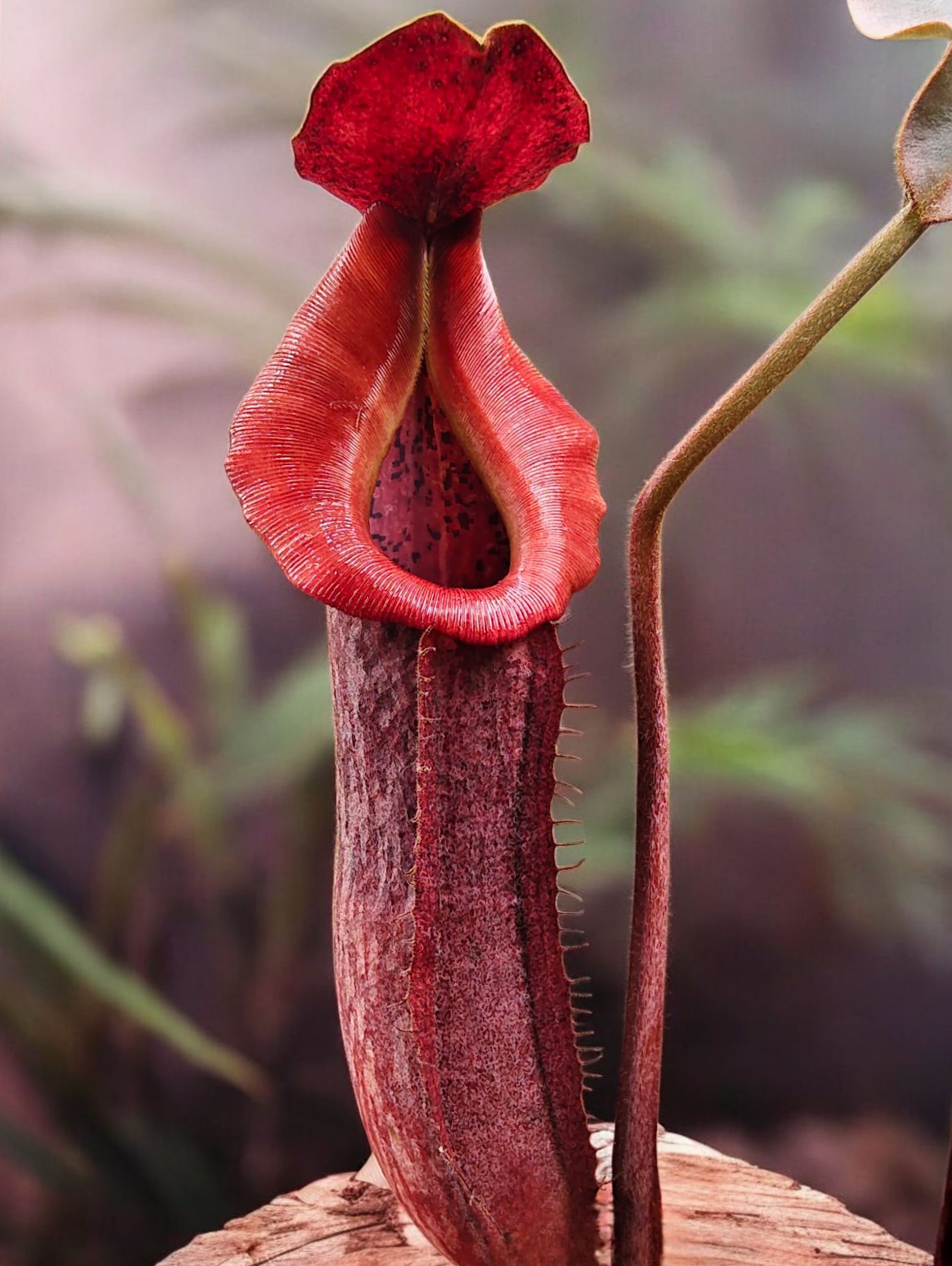Nepenthes (rokko x boschiana) x vetichii   (male clone)