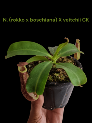 Nepenthes (rokko x boschiana) x vetichii CK