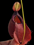 Nepenthes viking x ampullaria black