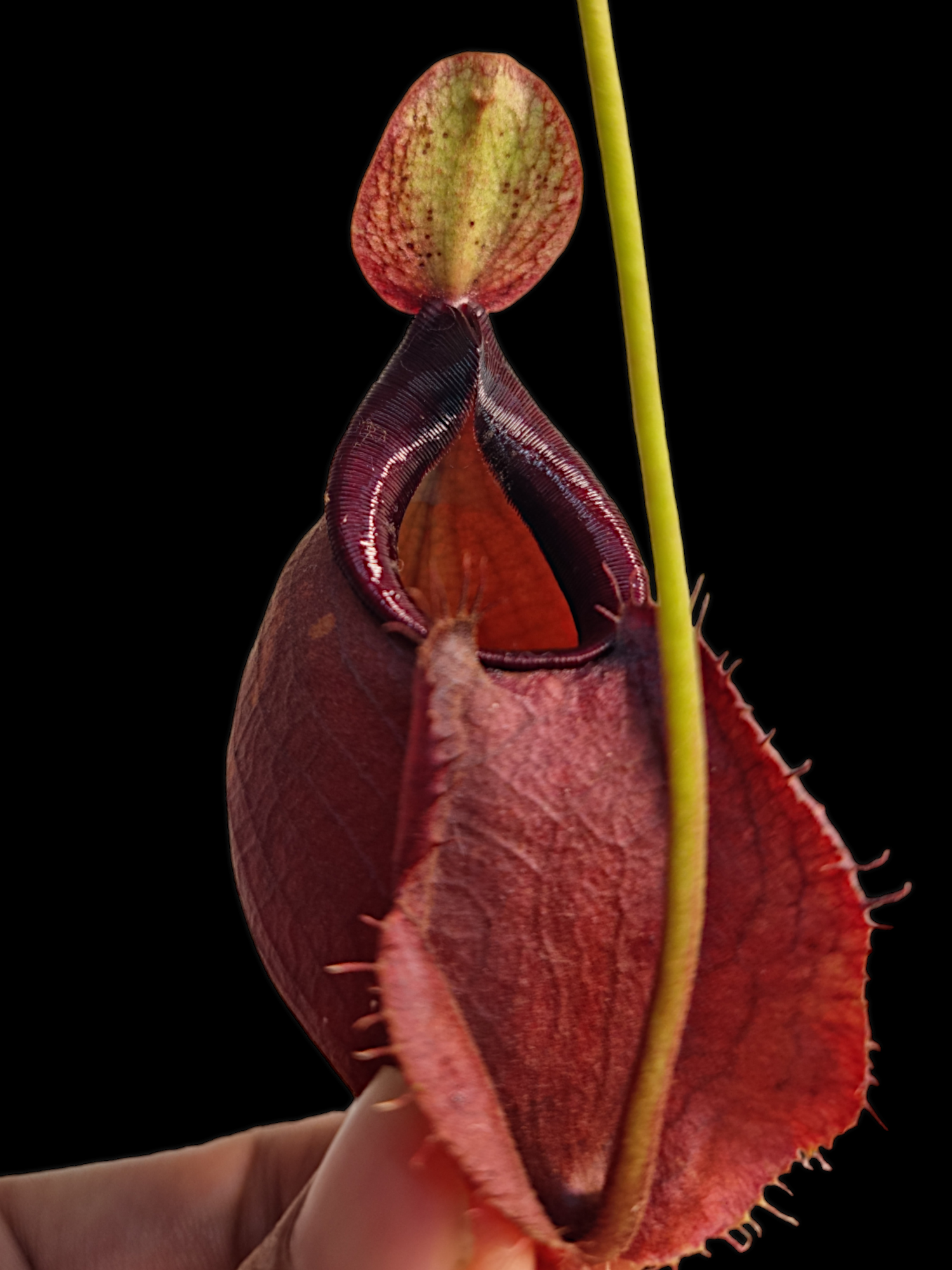Nepenthes viking x ampullaria black