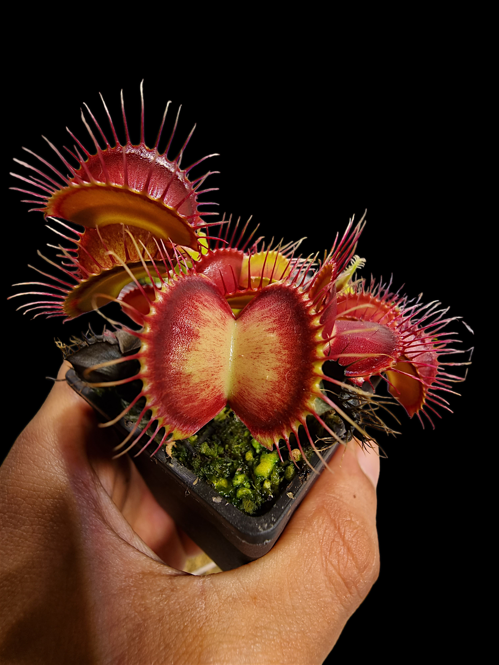 Venus Flytrap (Phalanx)