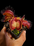 Venus Flytrap (Phalanx)