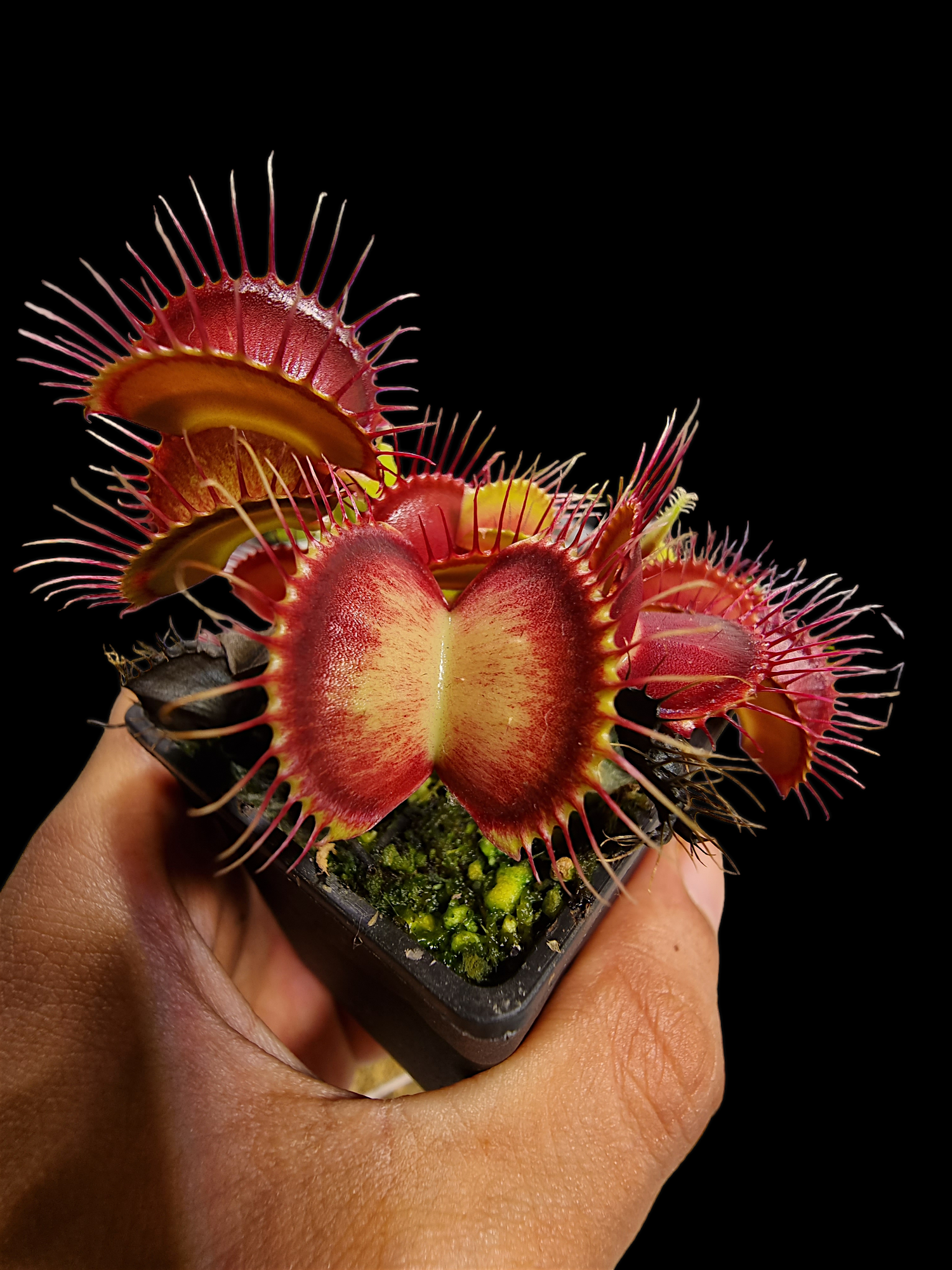 Venus Flytrap (Phalanx)