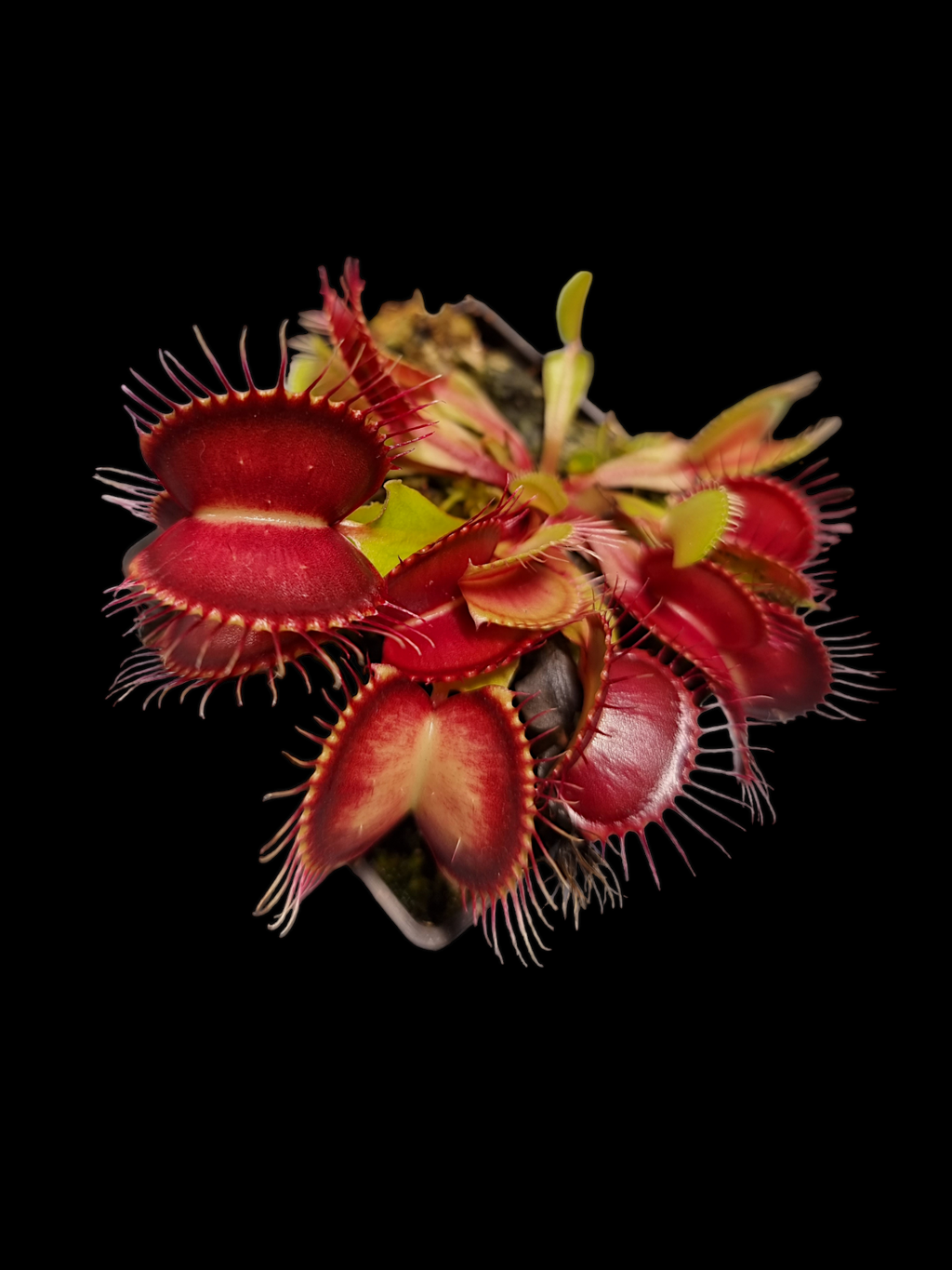 Venus Flytrap (Phalanx)
