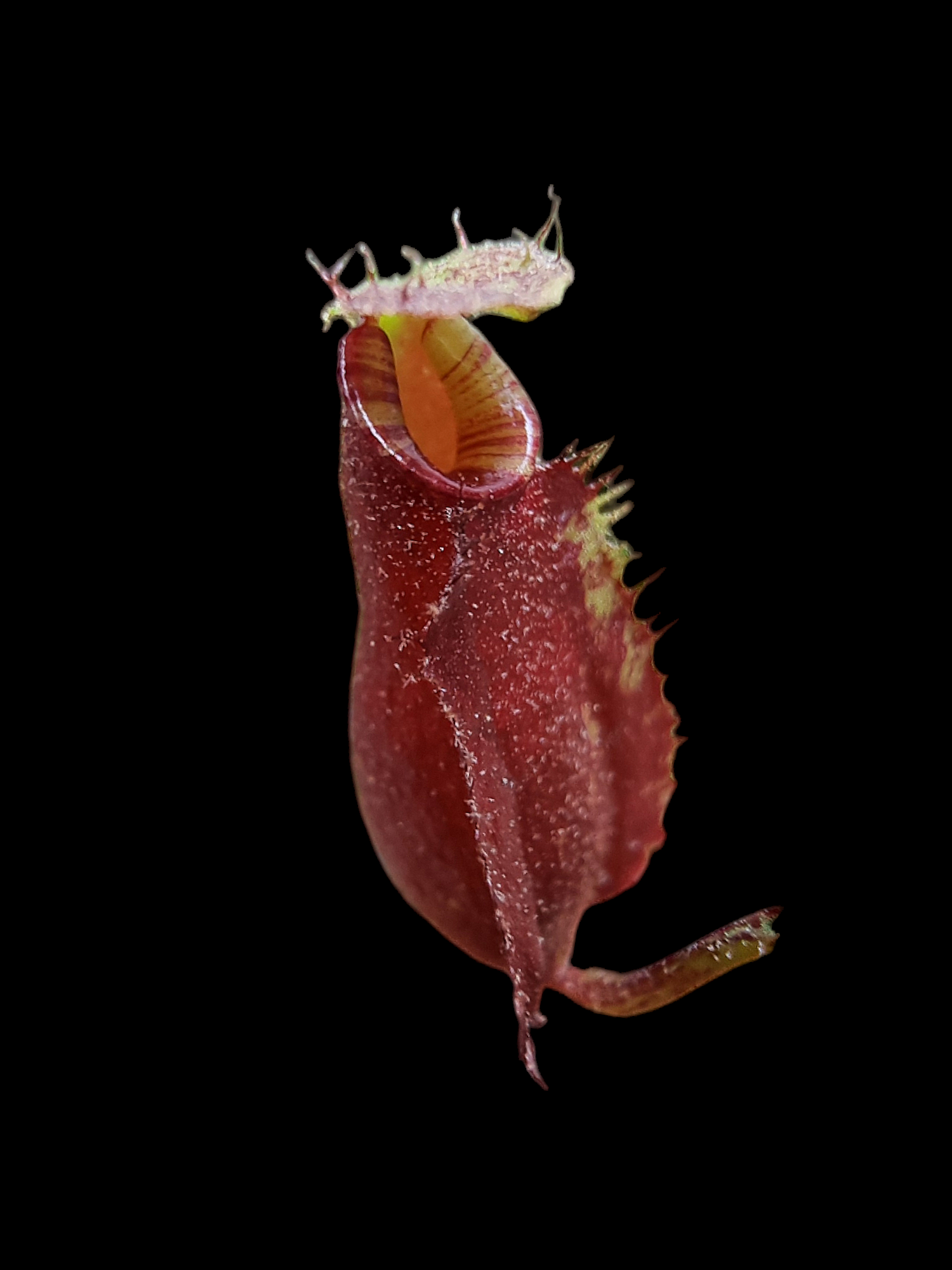 Nepenthes ampullaria black