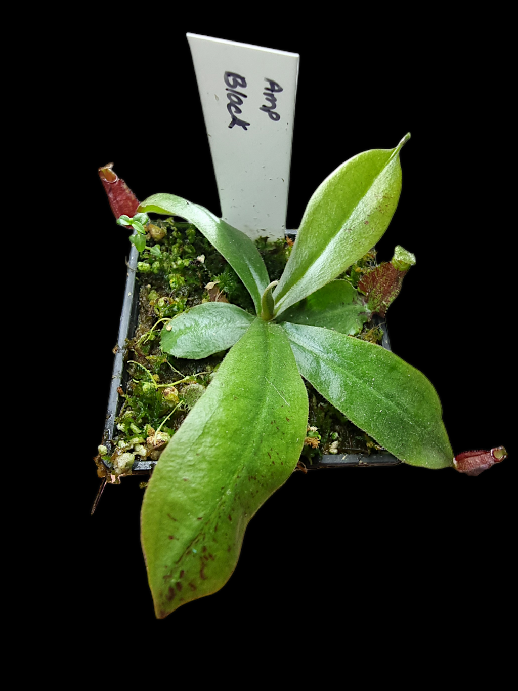 Nepenthes ampullaria black