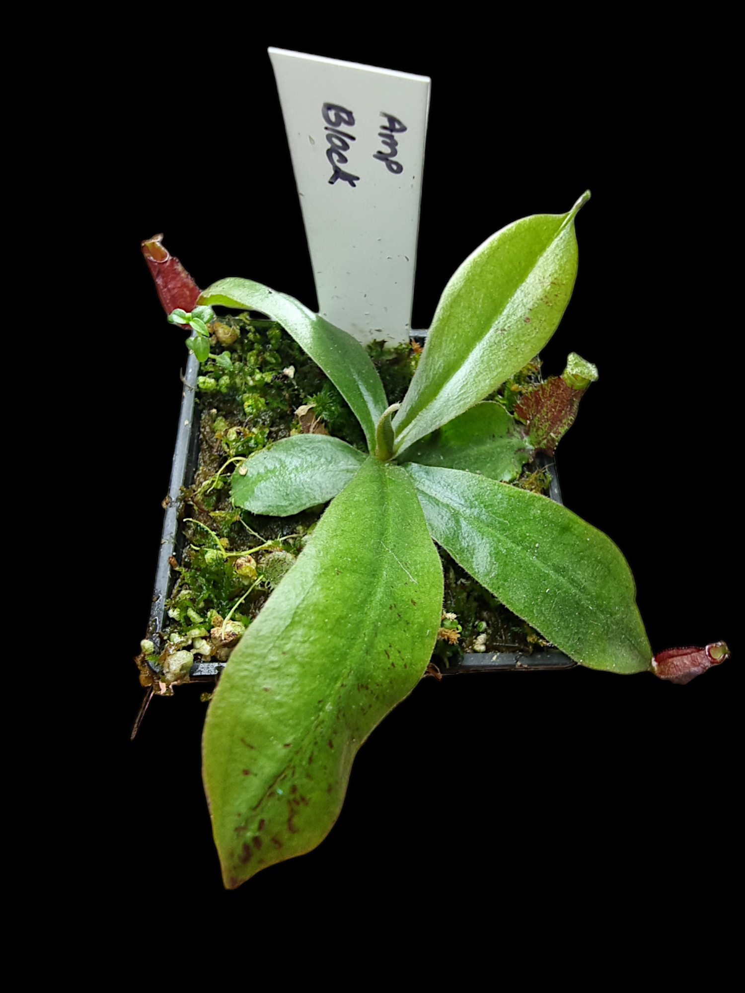Nepenthes ampullaria black