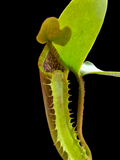 Nepenthes truncata PE