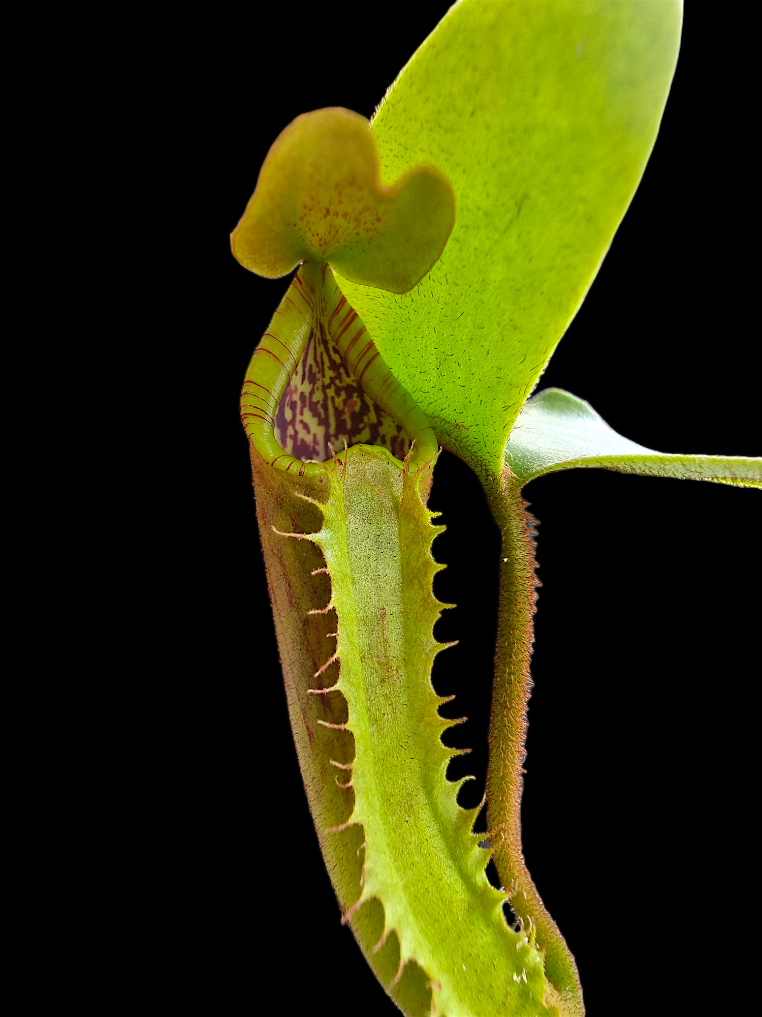 Nepenthes truncata PE