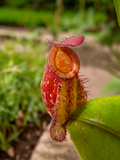 Nepenthes ampullaria x (spectabilis x northiana)