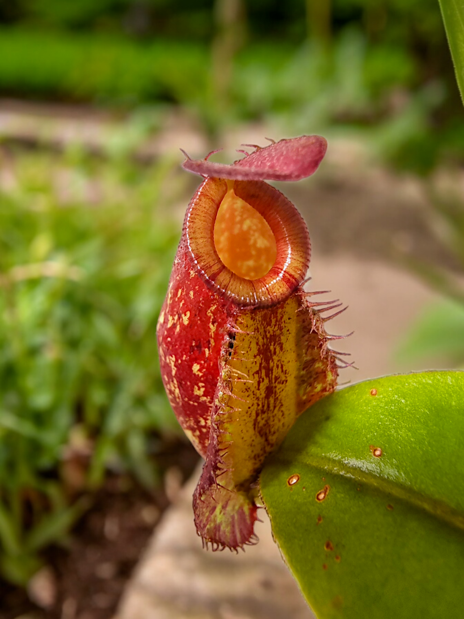 Nepenthes ampullaria x (spectabilis x northiana)